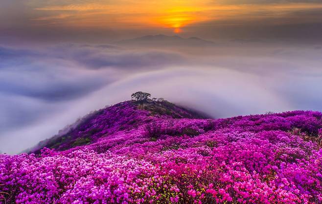 여수 영취산 진달래 [여수시청 제공]