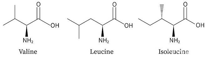 BCAA 구조 특징. 약사공론DB.