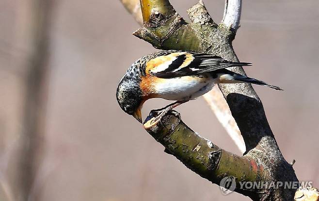단풍나무 수액 먹는 되새(사진=연합뉴스)