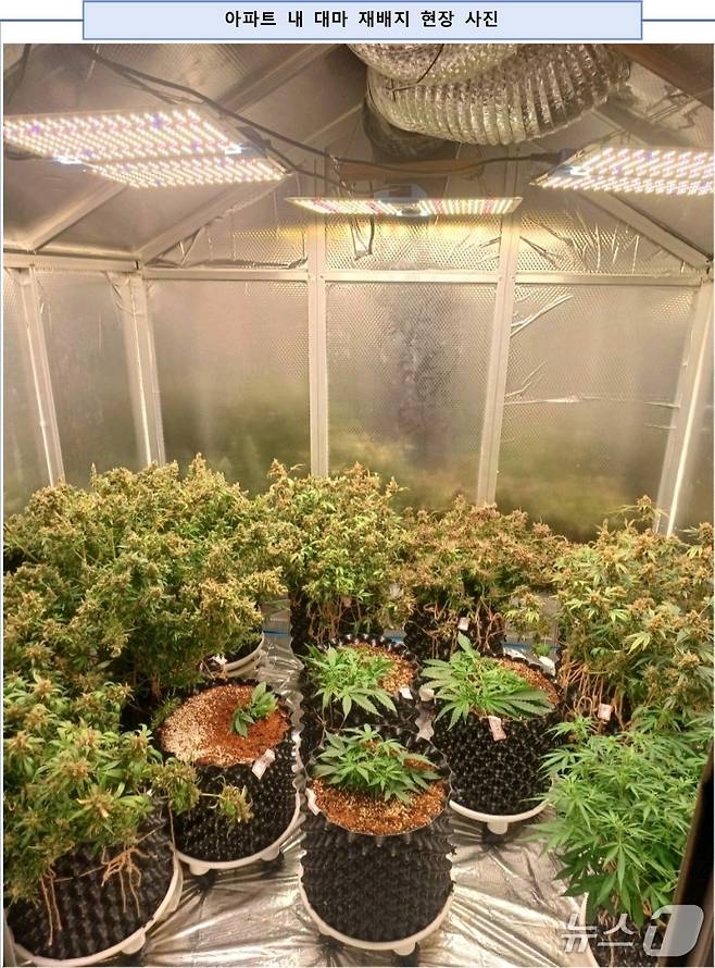 (마약범죄 정부합동수사본부 제공. 재판매 및 DB금지)