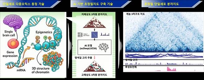 scHiCAR 기술의 작동 원리. 뇌 조직에서 세포 하나를 추출해 유전자 발현·후성유전·게놈 3차 구조 정보를 동시에 얻고(왼쪽), AI로 저해상도 데이터를 고해상도 분자지도로 변환한 뒤(가운데), 세포별 초정밀 분자지도를 완성한다(오른쪽). KAIST 제공