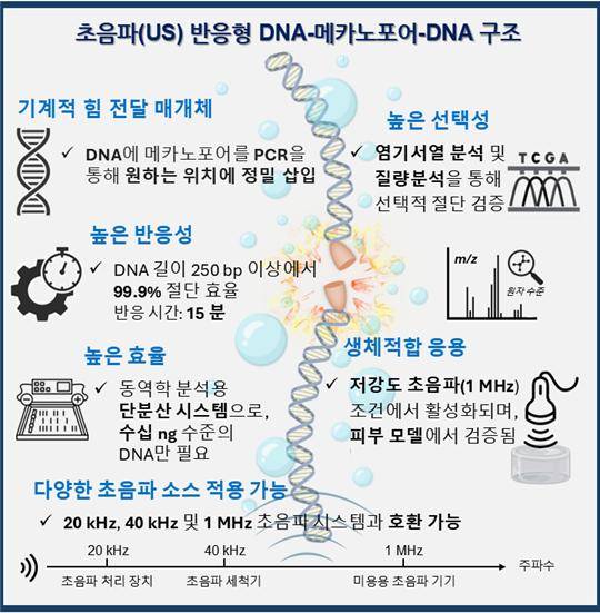 초음파 반응형 DNA-메카노포어-DNA 구조 개념도. 곽민석 교수 제공