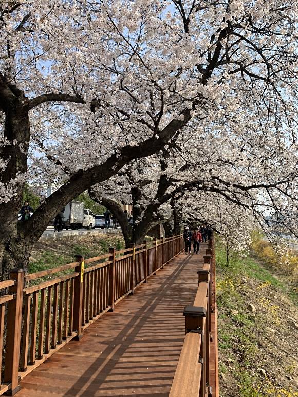 무심천변 데크길. [사진=청주시]
