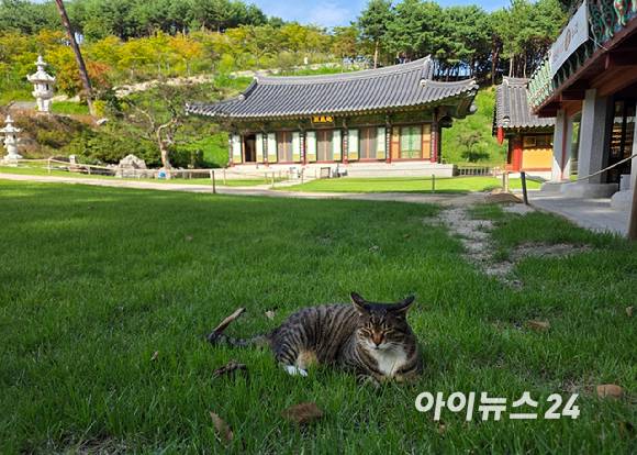 잔디밭에 고양이가 앉아 있다. [사진=구서윤 기자]