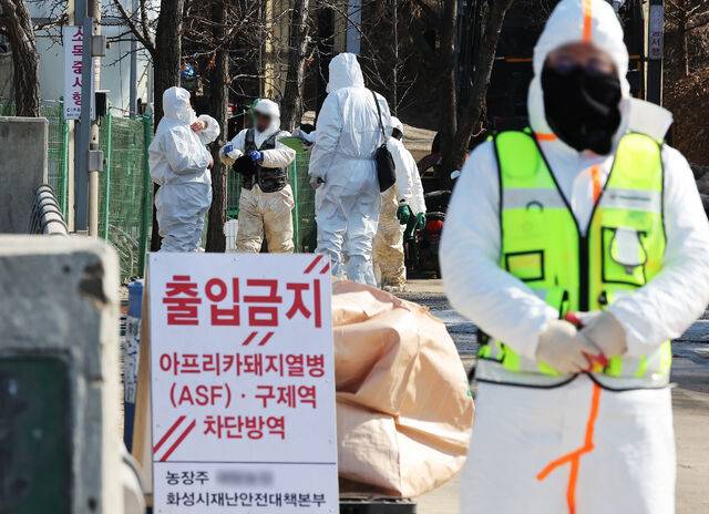 아프리카돼지열병(ASF)이 발생한 돼지농장 출입이 통제되고 있다. 연합뉴스