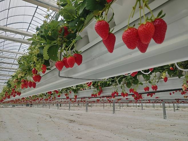 스마트팜 혁신밸리에서 재배중인 밀양 딸기 ⓒ밀양시 제공