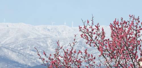 절기상 경칩(驚蟄)을 하루 앞둔 지난 4일 강릉시내에서 바라본 백두대간이 전날 내린 폭설로 장관을 연출하며 꽃망울을 터뜨린 홍매화와 대조적인 풍경을 드러내고 있다. 강릉=권태명기자