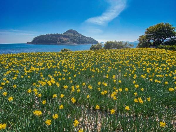 거제 공곶이 수선화. /경남도