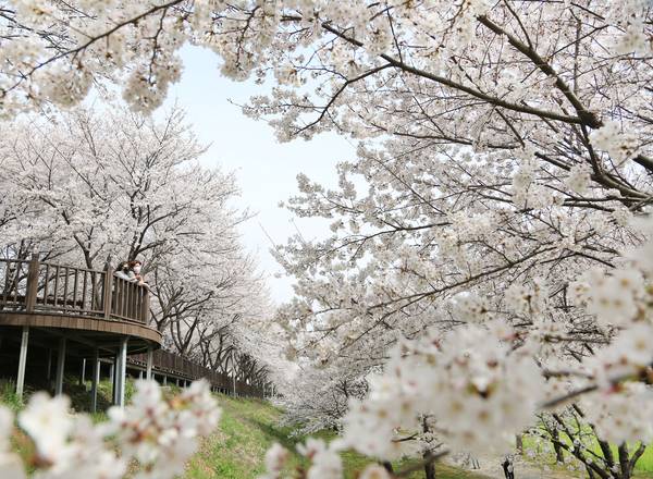 밀양 삼문동 벚꽃길. /경남도