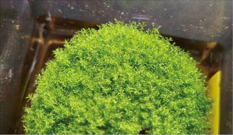 실험에 사용된 이끼가 빽빽하게 자란 모습.   홋카이도대학교 제공