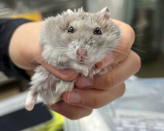 골절, 안구 손상 등 학대 피해 동물 사진. 사진 = 동물자유연대 제공