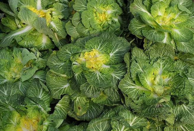 봄동 배추. 연합뉴스