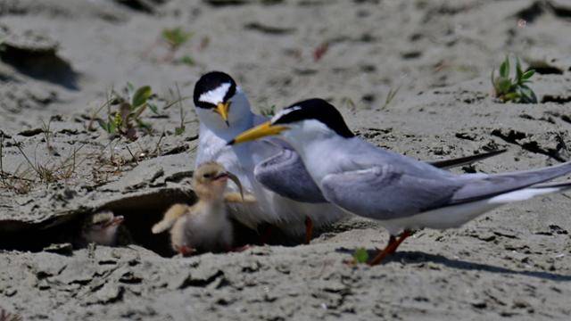 영화 '수라' 스틸 컷. 전북 군산 수라갯벌에서 멸종위기2급 쇠제비갈매기 부모가 아기 새들에게 치어를 주고 있다. 황윤 감독 제공
