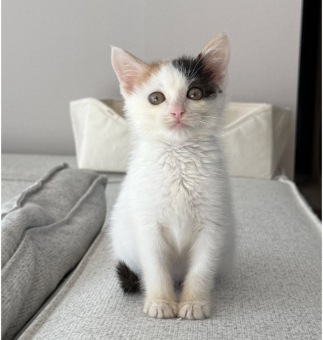 지금도 어리지만, 다스의 더 어린 시절. 보호자 제공