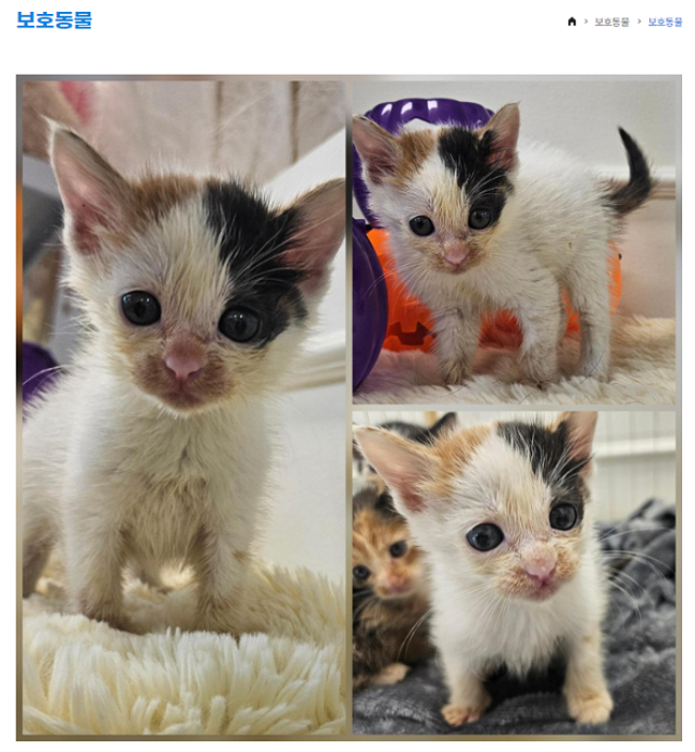 경주 보호소에 있던 과거의 다스!! 보호자 제공