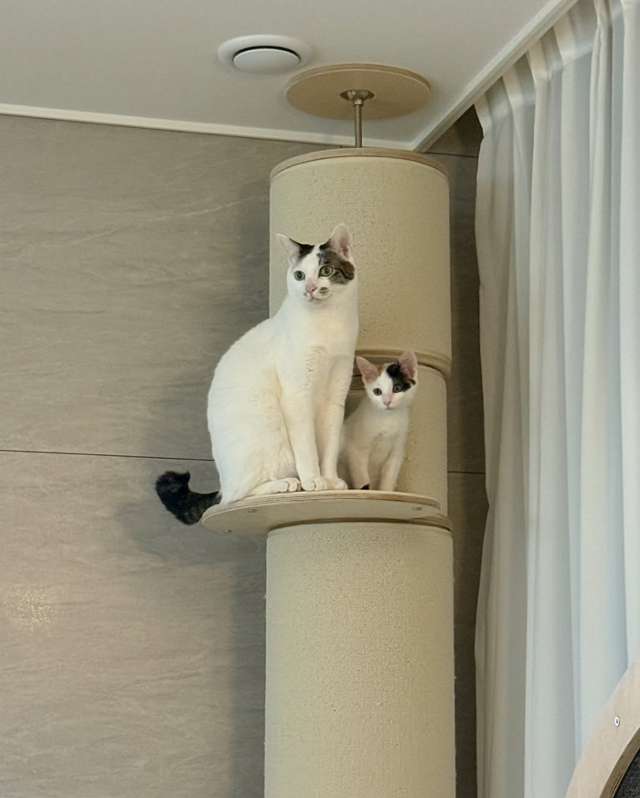 쿠크와 다스 모두가 애용하는 캣폴! 보호자 제공