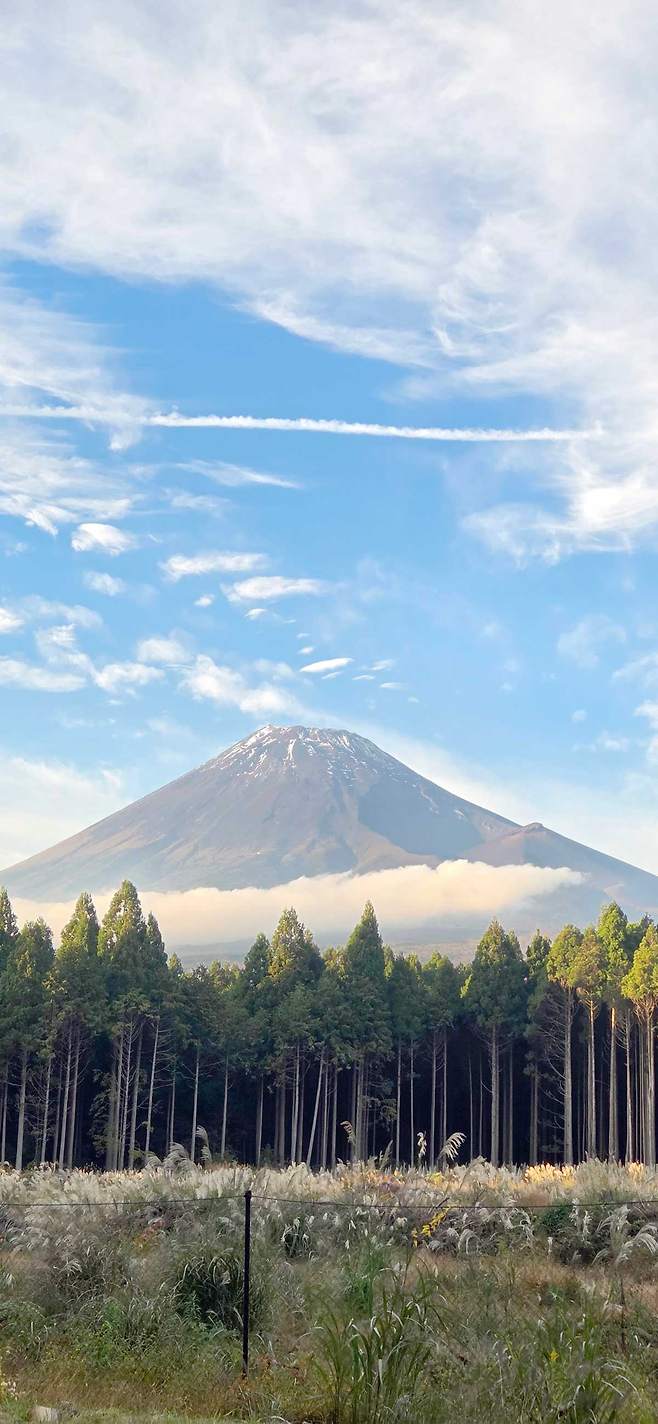 후지 편백숲 산책 중 마주한 풍경. 은빛 억새밭 너머 하늘 높이 솟은 편백나무들이 후지산을 액자처럼 감싸 안았다. 출처: 비타투어 제공
