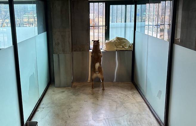 서울 한 유기동물 보호소. 입양을 기다리는 유기견이 창밖을 보고 있다.  김송현 기자