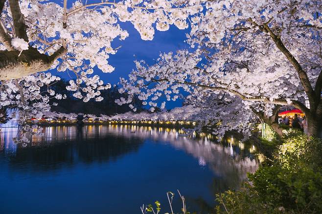 김천 연화지 벚꽃 전경.[경북문화관광공사 제공]
