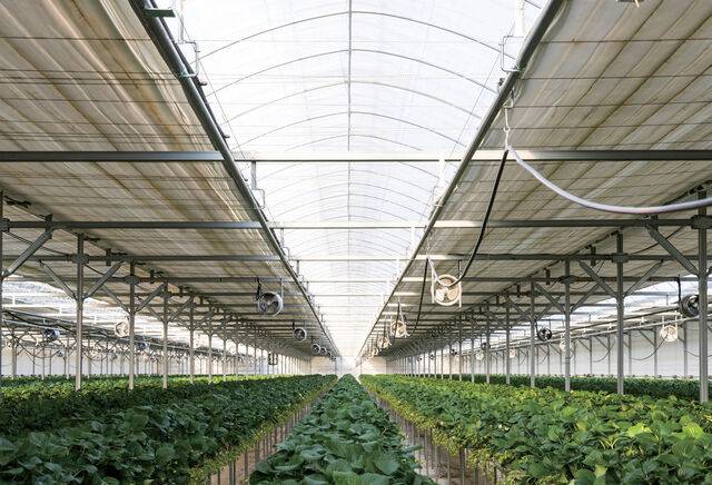 겨울 재배가 이뤄지는 딸기는 다겹보온커튼 등으로 보온을 철저히 한다.