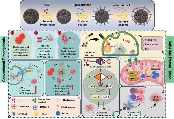 다기능성 구리-나노플랫폼의 종양 미세환경 파괴 및 면역 각성 기전 모식도 (사진 = 전남의대 박인규 교수 제공)