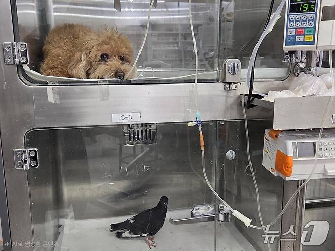 지난 5일 서울 송파구 한 동물병원 입원장에 비둘기가 입원해 있다. ⓒ 뉴스1 한송아 기자