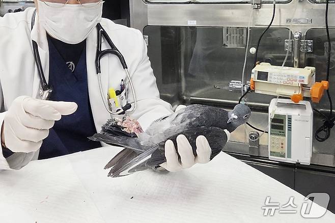 "편하다 구구~"…서울 송파구 소재 동물병원 원장이 시민의 구조로 입원한 비둘기 다리를 살펴보고 있다. ⓒ 뉴스1 한송아 기자