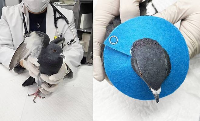 동물병원에서 직접 만든 비둘기용 넥카라 ⓒ 뉴스1
