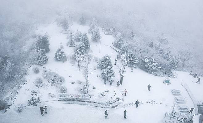 강원도 지방에 폭설이 내린 2026년 3월 2일 강원특별자치도 평창군 발왕산 기 스카이워크 인근 숲 길이 새하얀 눈으로 뒤덮여 있다. /장경식 기자