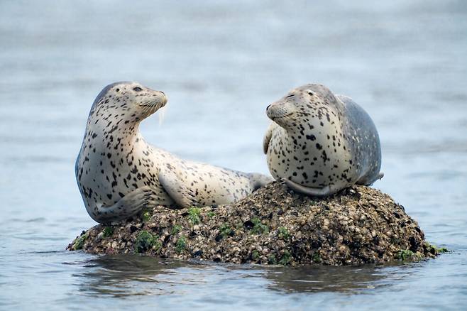 우리나라 서해에서 발견된 점박이물범.[인천녹색연합 보고서 갈무리]