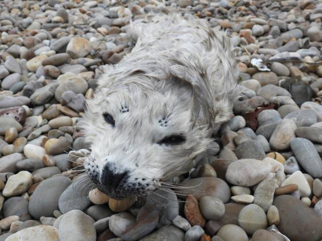백령도 북쪽 해안에서 발견된 태어난 지 1개월 내외로 보이는 새끼 점박이물범의 모습. [인천녹색연합 제공]
