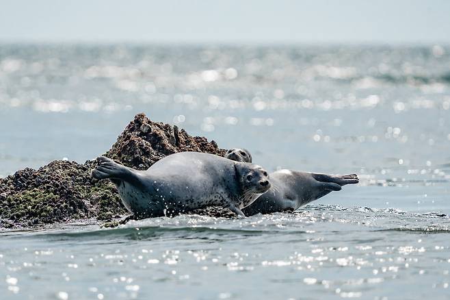 우리나라 서해에서 발견된 점박이물범.[인천녹색연합 보고서 갈무리]