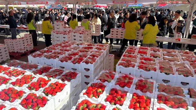 제24회 완주삼례딸기축제 이튿날인 7일 삼례농협 뒤 공영 주차장에 찾은 시민들이 딸기를 사고 있다. 박현우 기자