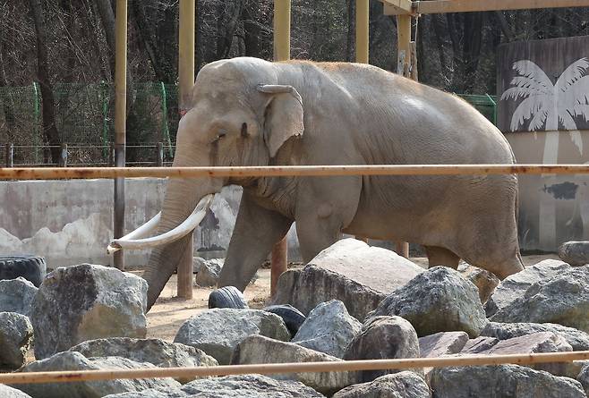 지난 4일 부산 부산진구 삼정더파크 내 아시아코끼리 뭄미가 우리 안에서 이동하고 있다. 송봉근 객원기자