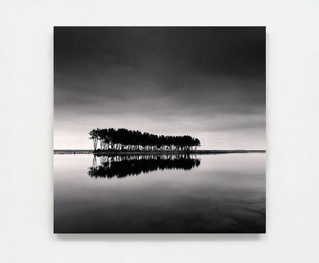 Pine Trees, Study 1, Wolcheon, Gangwondo, South Korea. 2007