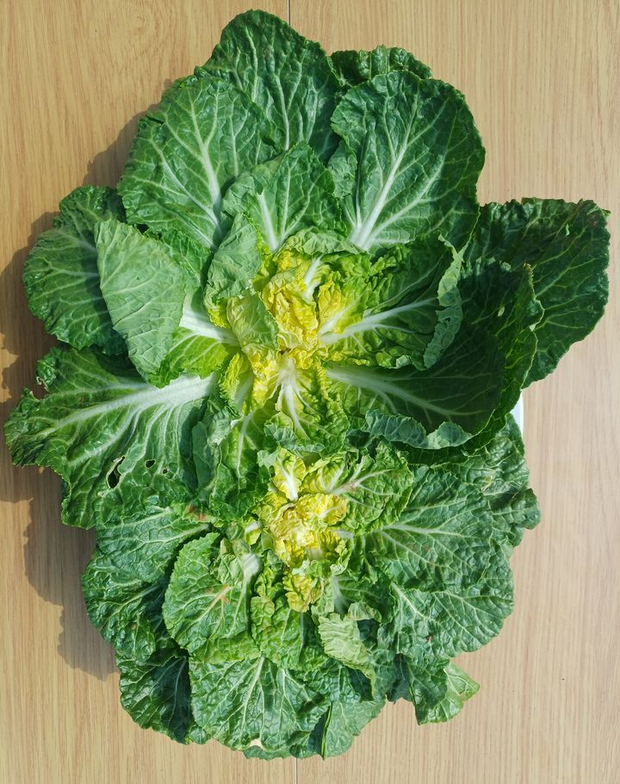 사진 제공=식약처