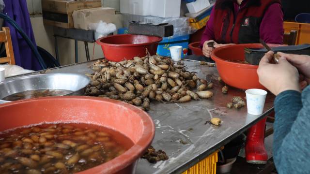 경남 창원시 마산합포구 진동면 고현마을 미더덕 판매장에서 한 상인이 생물 미더덕을 손질하고 있다. 최환석 기자