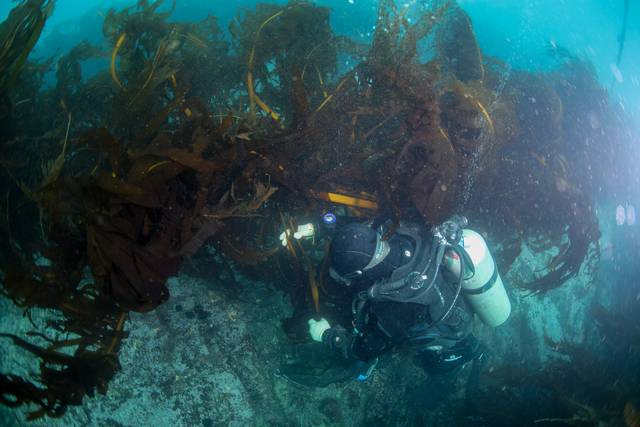 바다숲 조성사업이 효과를 거둔 포항시 구룡포읍 강사2리 해역. '수중저연승' 시설에 해조류가 풍성하게 자라고 있다. 해양특별취재팀
