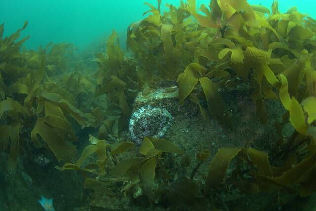 포항시 구룡포읍 구펑1리 해역. 포스코 제강 슬러그로 제작한 인공어초에서 해조류가 잘 자라고 있다. 해양특별취재팀