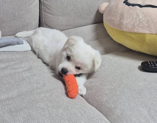 건강 회복 후 지현 씨 가족이 된 꼬꼬(김지현 제공) ⓒ 뉴스1