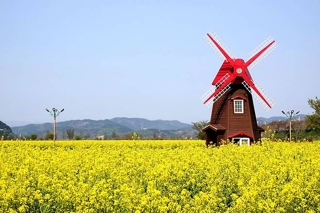 경남 창녕 낙동강유채단지 / 사진 = 경상남도