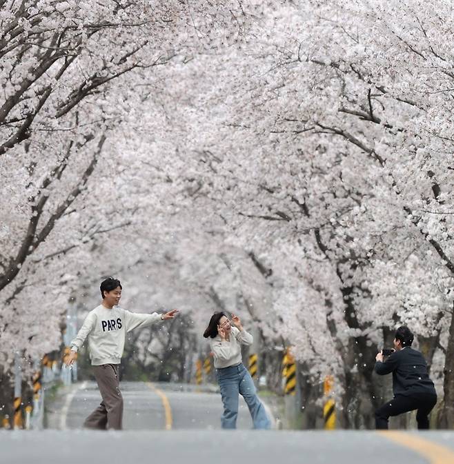 경남 함양 백전면 벚꽃50리길 / 사진 = 함양군