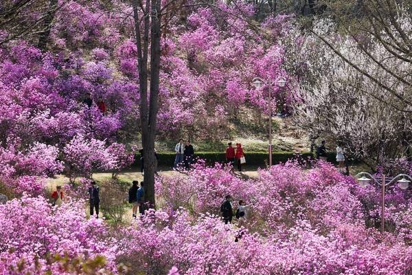 진달래로 물든 부천 원미산 진달래동산에서 시민들이 꽃놀이를 즐기고 있다. /부천시 제공