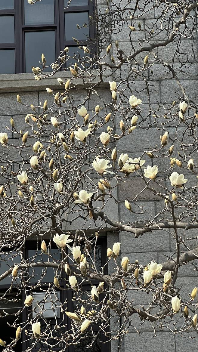 달리느라 매화는 놓쳤습니다. 대신 막 피어나려는 목련을 꺼내봅니다. 꽃이 열리기 전의 시간은, 시를 시작하기 직전의 마음과 어딘가 닮았습니다. 2025년 3월 경희대학교 본관 앞. 박은지 제공