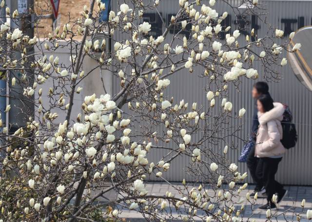▲ 쌀쌀한 날씨를 보인 9일 부산 수영구의 한 주택가에 목련이 활짝 피기 시작해 눈길을 끌고 있다. 연합뉴스