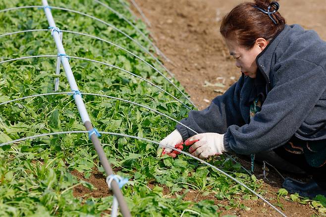 전국 대부분 지역의 낮 최고기온이 10도 안팎으로 오르며 큰 일교차를 보인 9일 경기 고양시 농가에서 한 농민이 시금치를 수확하고 있다.&nbsp;
