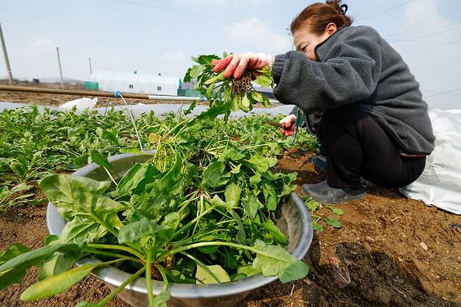 전국 대부분 지역의 낮 최고기온이 10도 안팎으로 오르며 큰 일교차를 보인 9일 경기 고양시 농가에서 한 농민이 시금치를 수확하고 있다.