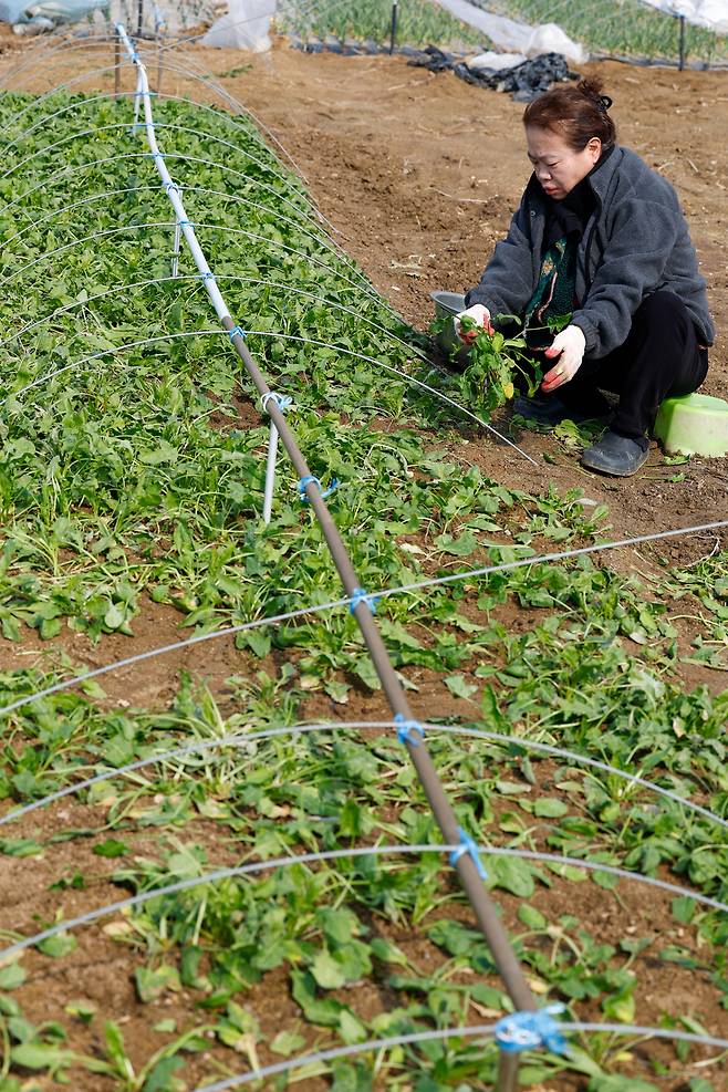 전국 대부분 지역의 낮 최고기온이 10도 안팎으로 오르며 큰 일교차를 보인 9일 경기 고양시 농가에서 한 농민이 시금치를 수확하고 있다.