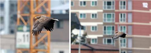 남대천 공사장과 아파트 앞의 흰꼬리수리 [촬영 유형재]