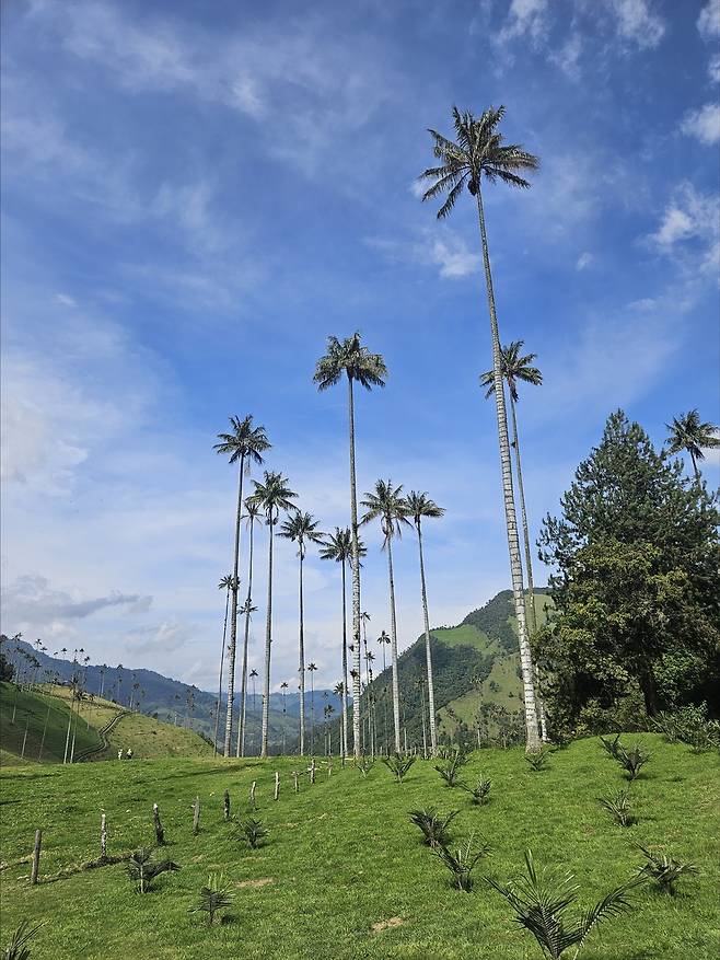 코코라 밸리 [촬영 신선미]